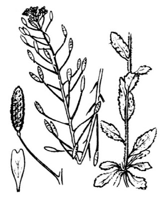 Draba nemorosa,
Draba dei boschi,
wood draba,
woodland draba,
Woodland Whitlow Grass,
woodland Whitlow-grass,
woods draba