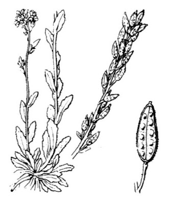 Draba incana,
Draba grigia,
Hoary Whitlowgrass,
twisted draba