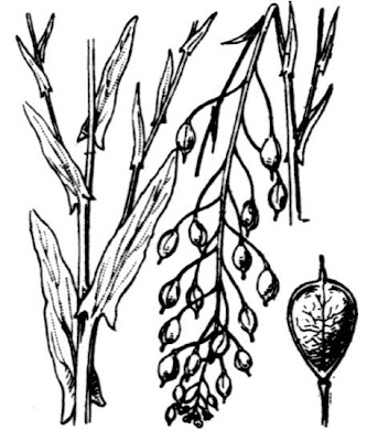 Camelina pilosa