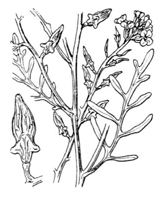 Cakile maritima,
European searocket,
Ravastrello marittimo,
sea rocket