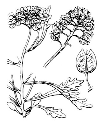 Iberis amara,
annual candytuft,
bitter candytuft,
bitterer Bauernsenf,
Gr&uuml;tzblume,
Iberide bianca,
rocket candytuft,
thlaspi blanc,
t&eacute;raspic