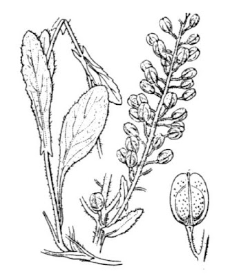 Bastard cress