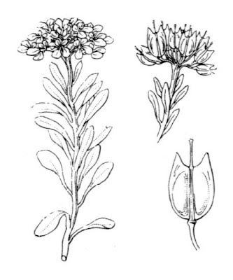 Iberis nana