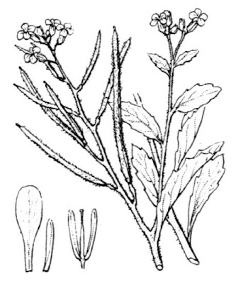 African malcomia African malcomia
