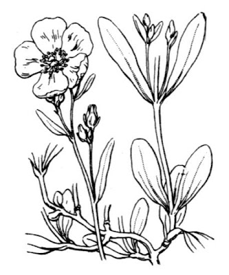 Halimium halimifolium subsp. halimifolium