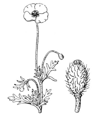 Amapola mestiza Amapola mestiza