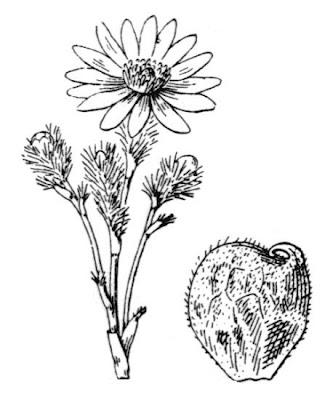 Oxeye