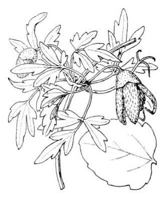 Clematis cirrhosa L.