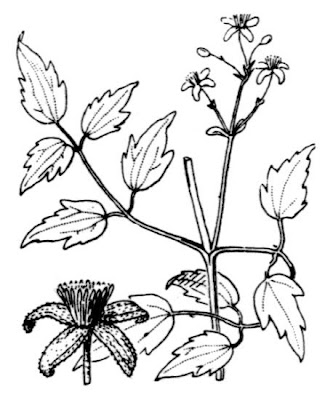 Clematis vitalba L.