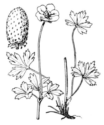 Anemone sylvestris L.