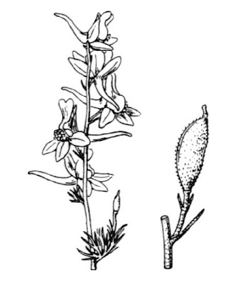 Consolida ajacis (L.) Schur