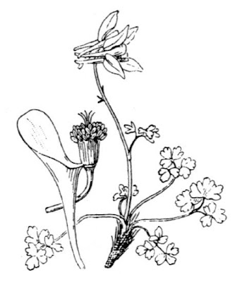 Aquilegia maggiore Aquilegia maggiore