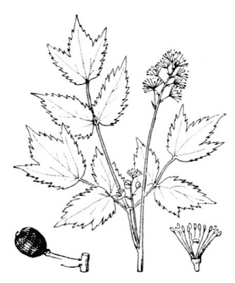 Actaea spicata L.