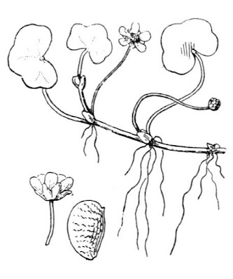 Ivy Leaved Crowfoot