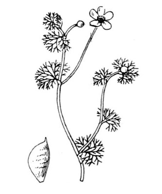 Ranunculus circinatus,
,
buttercup,
Fan Leaved Water Crowfoot,
Ranuncolo circinnato