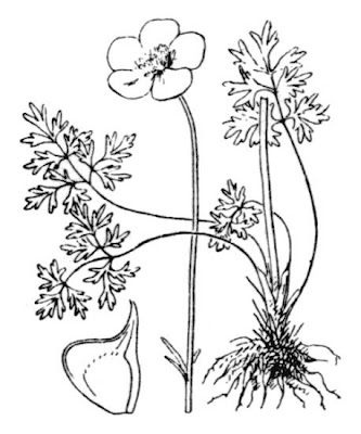 Ranunculus garganicus,
Ranuncolo del Gargano