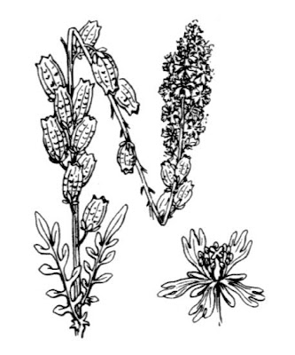 Erba ruchetta