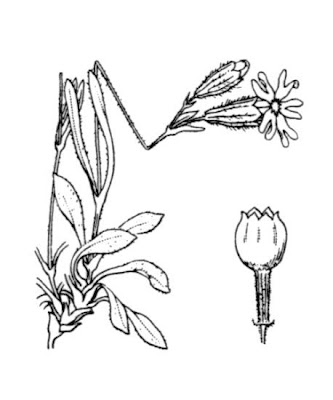 Pyrenean Catchfly