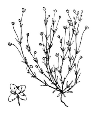 Sagina apetala,
annual pearlwort,
Kronblattloses Mastkraut,
sagina apetala,
Sagina senza petali,
sagina-das-areias,
sagine ap&eacute;tale