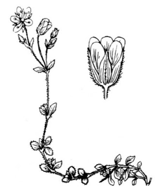 Arenaria ciliata,
,
Arenaria ciliata,
fringed sandwort Arenaria ciliata,
,
Arenaria ciliata,
fringed sandwort