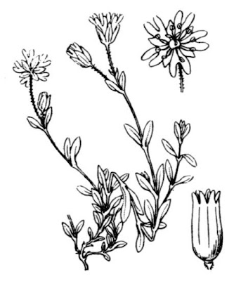 Mountain chickweed Mountain chickweed