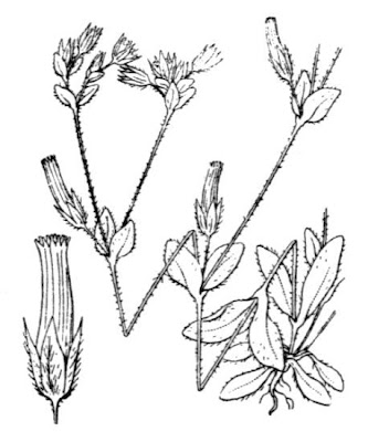Dry chickweed Dry chickweed
