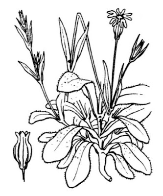 Cretan Catchfly Cretan Catchfly
