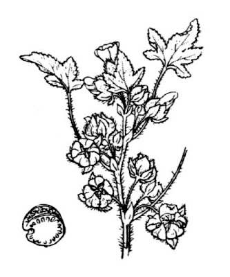 Bull mallow