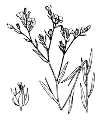 French flax French flax