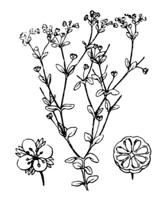 Radiola linoides,
allseed,
Falso-Lino