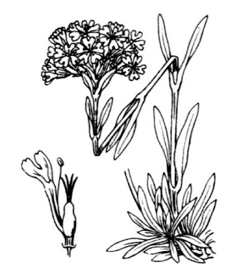 Crotonella alpina Crotonella alpina