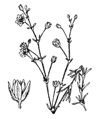 Esparcilla encarnada Esparcilla encarnada