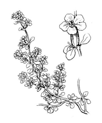 Annual Sea Heath Annual Sea Heath