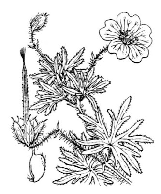 Bloody geranium Bloody geranium