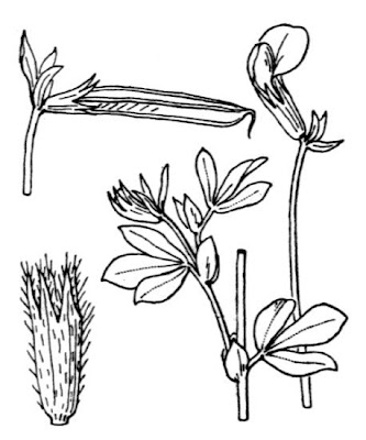 Veccia pisella Veccia pisella