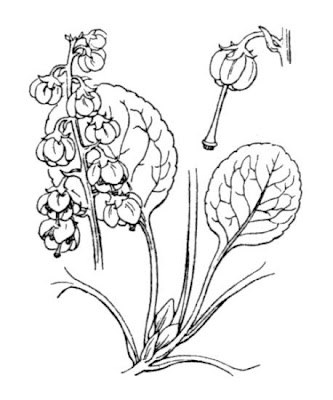 Intermediate Wintergreen