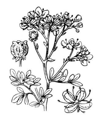 Common rue Common rue