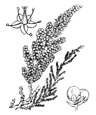 Tamarisk