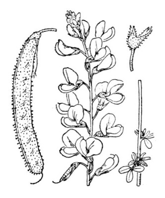 Adenocarpus commutatus