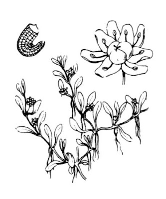 Eight Stamened Waterwort Eight Stamened Waterwort