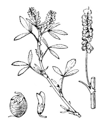 Anafa Anafa