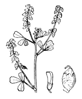 Elegant Melilot