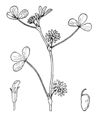 Drooping clover Drooping clover