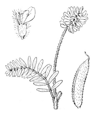Astragalo peloso Astragalo peloso