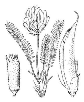 Astragalo vischioso Astragalo vischioso