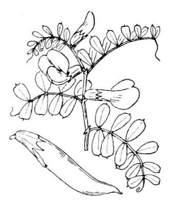 Pyrenean Vetch
