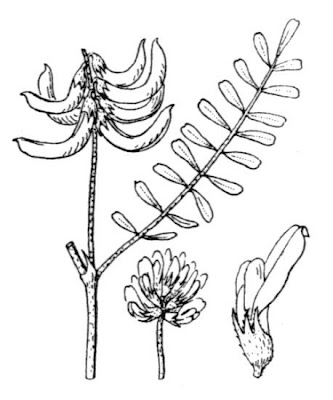 Astragalo falciforme Astragalo falciforme