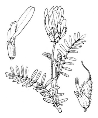 Astragalus onobrychis L.
