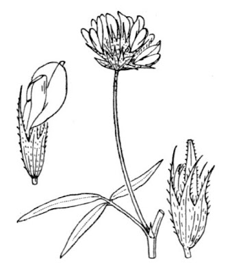 Arabian scurf-pea Arabian scurf-pea