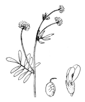 Dorycnopsis gerardi
